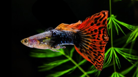 Pez guppy en un acuario