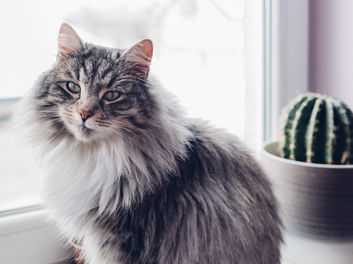 Gato bosque de Noruega junto a cactus