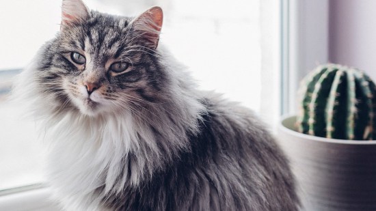 Gato bosque de Noruega junto a cactus