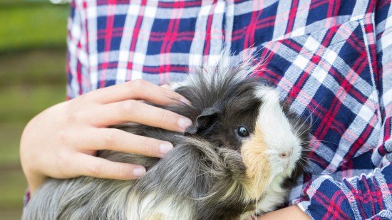 Cobaya de pelo largo