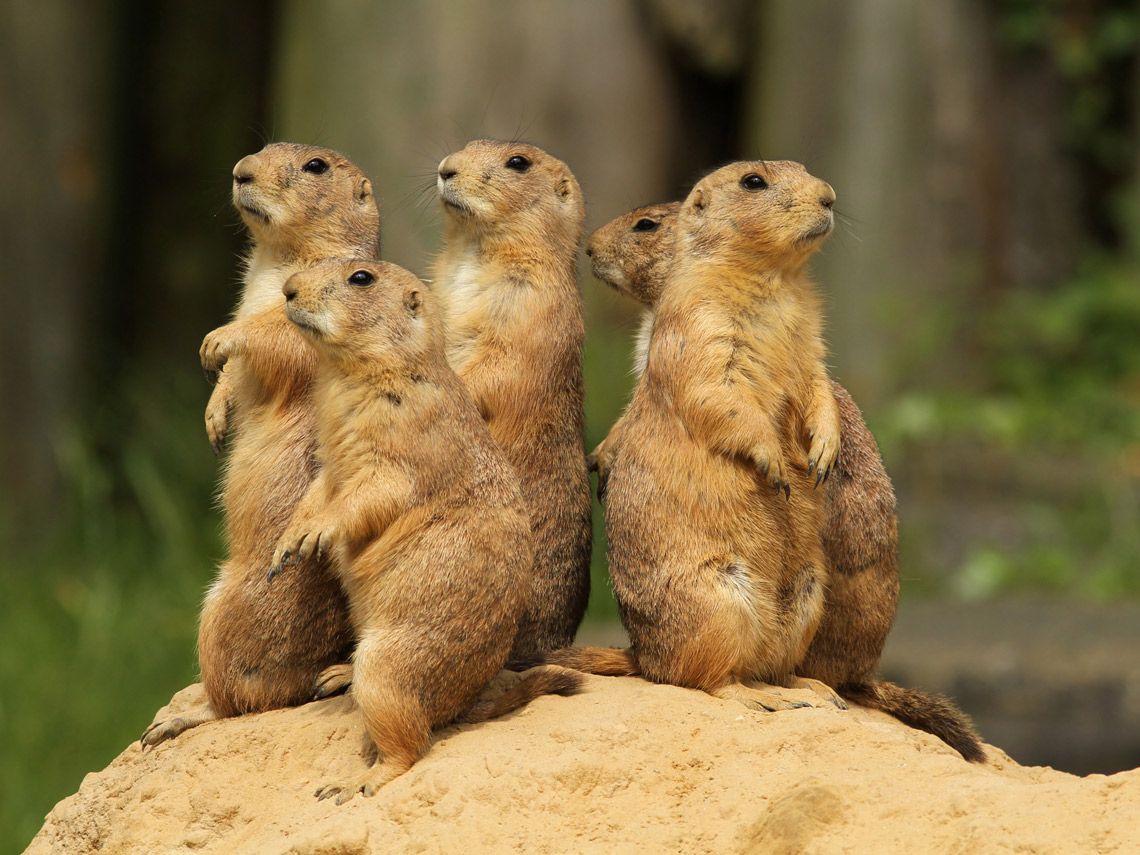 Perritos de las praderas