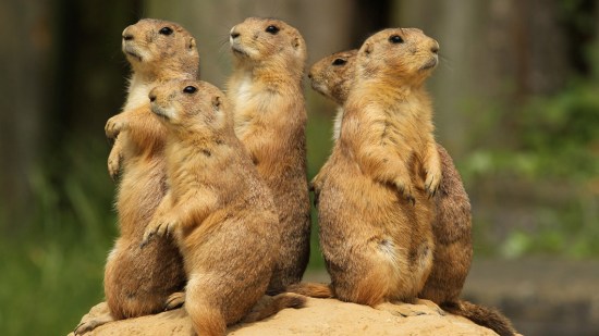 Perritos de las praderas