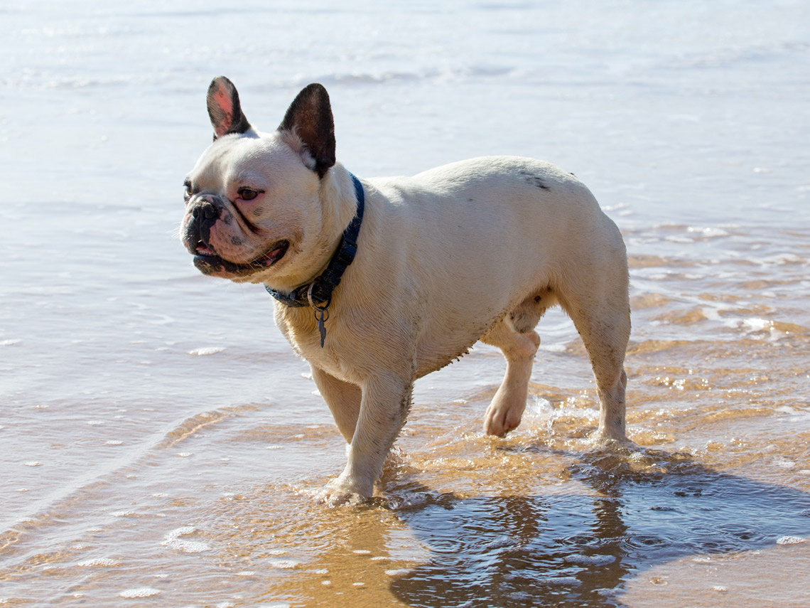Bulldog francés en la playa
