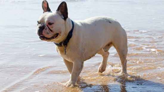 Bulldog francés en la playa