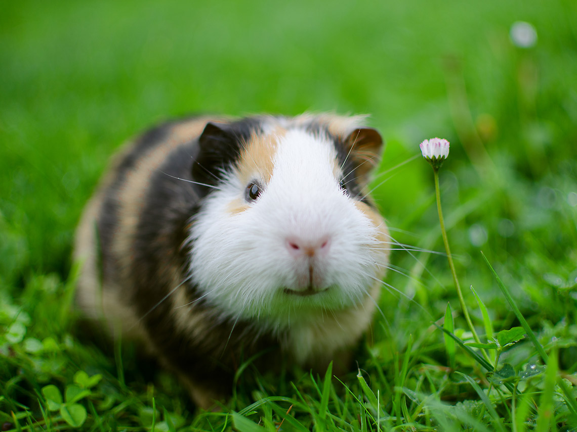 Cobaya en el césped