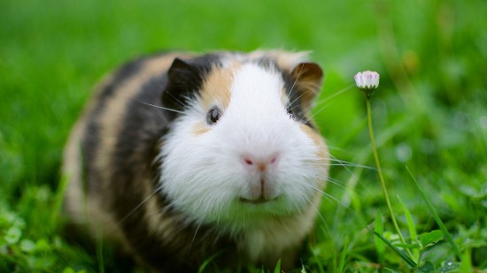Cobaya en el césped