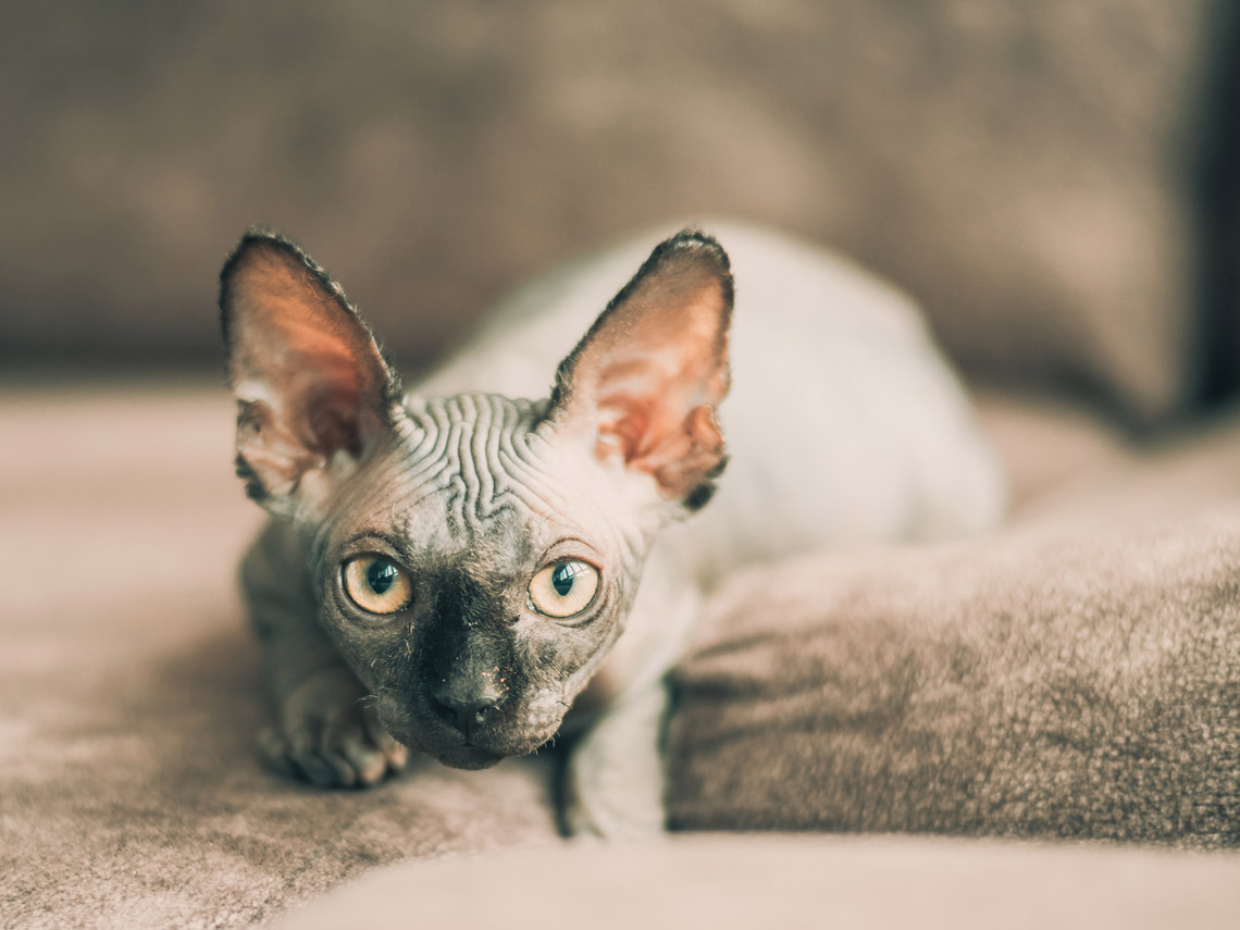 Gato sin pelo
