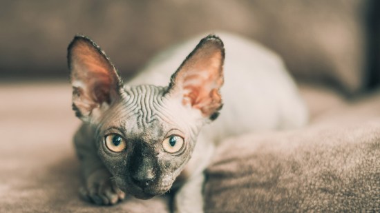 Gato sin pelo