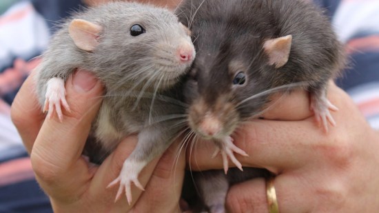 Dos ratas en manos de su dueña