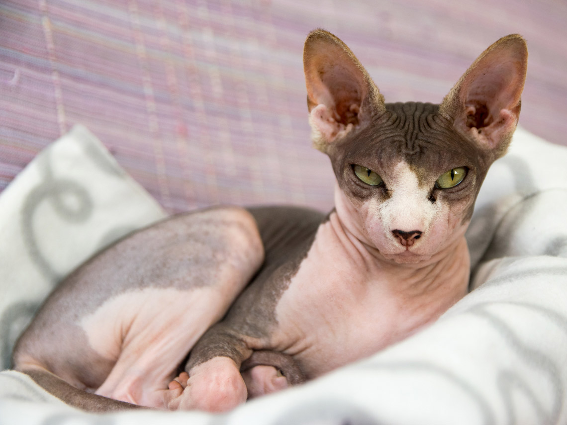 Gato sin pelo
