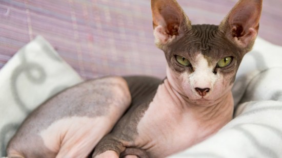 Gato sin pelo
