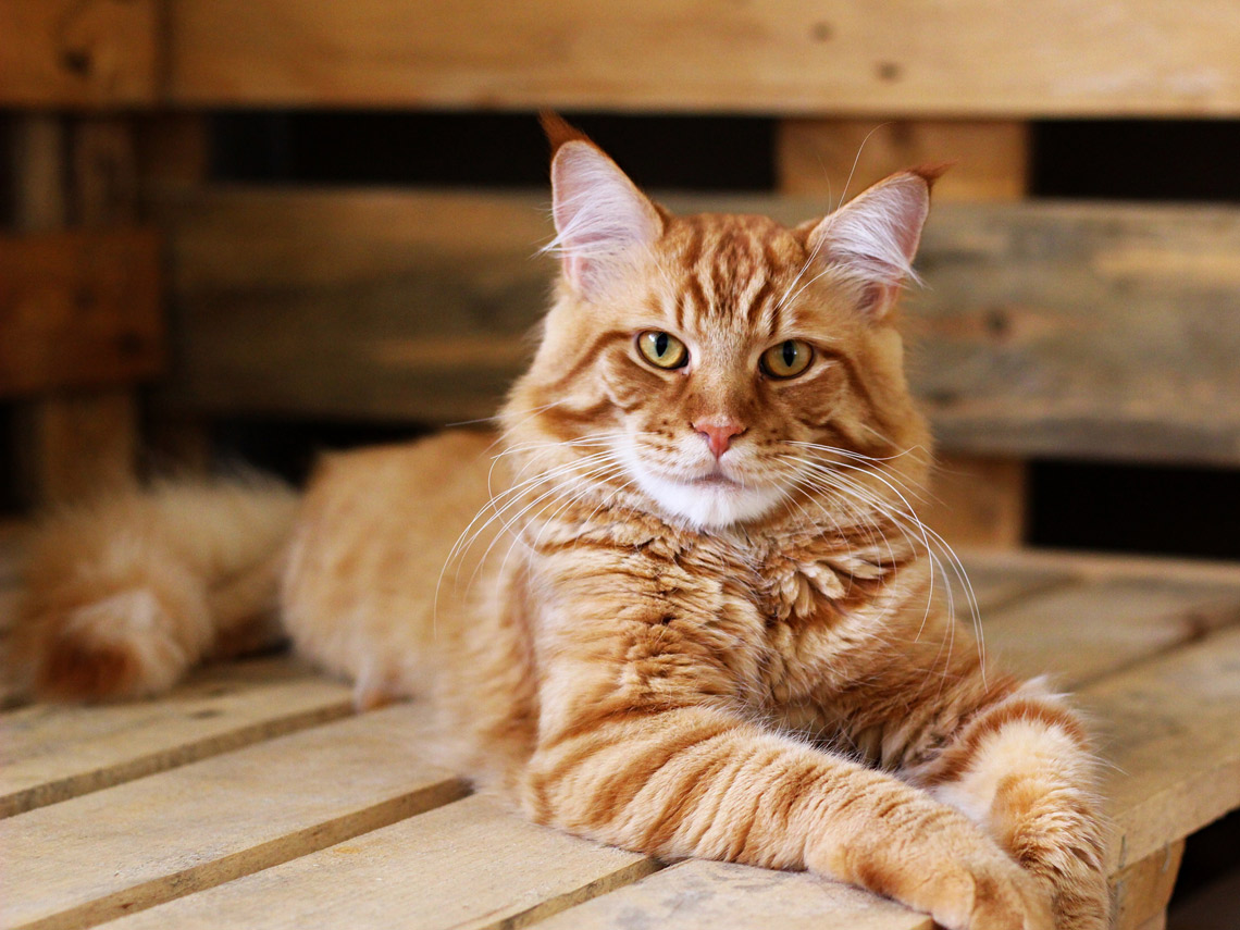 Maine coon naranja