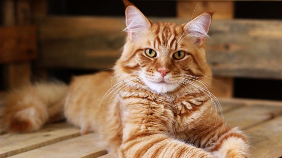 Maine coon naranja