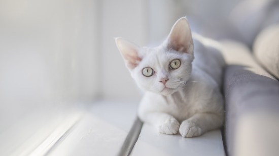 Gato blanco devon rex