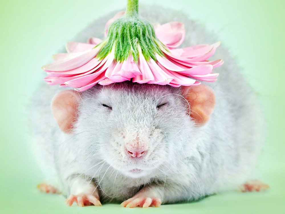 Un rata con una flor en la cabeza