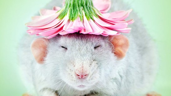 Un rata con una flor en la cabeza
