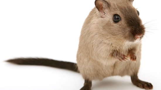 El jerbo, los primeros días en casa