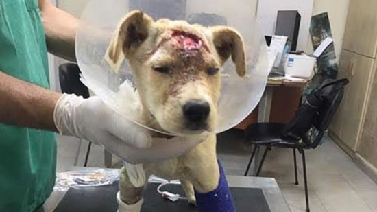 El cachorro al que habían disparado