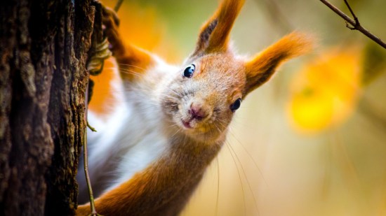 Ardilla en un árbol