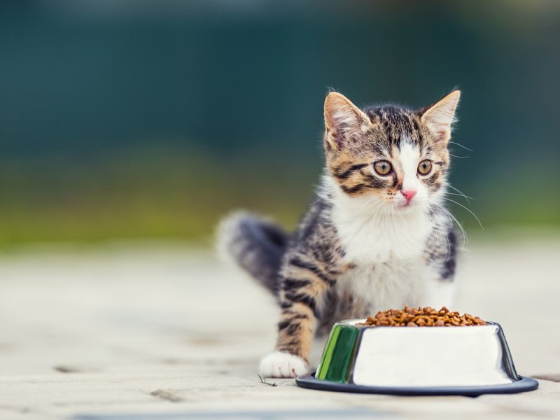 Gatito con cuenco de pienso