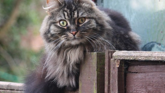 Gato bosque de Noruega