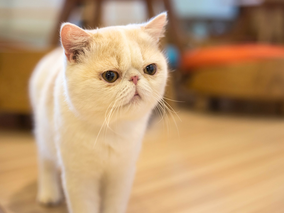 Gato exótico blanco