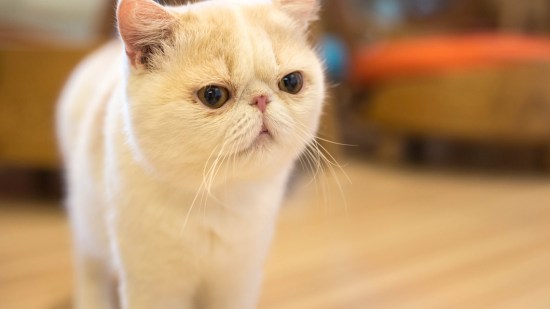 Gato exótico blanco