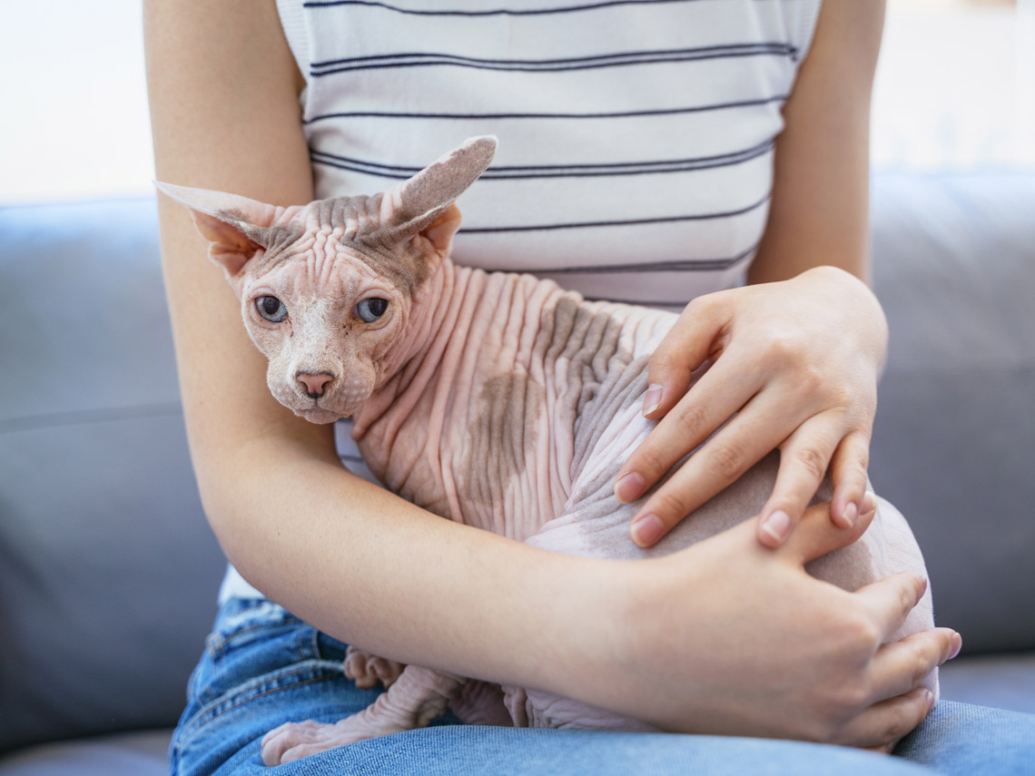 Gato sin pelo y mujer