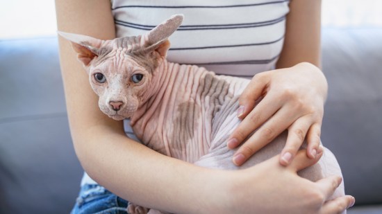 Gato sin pelo y mujer