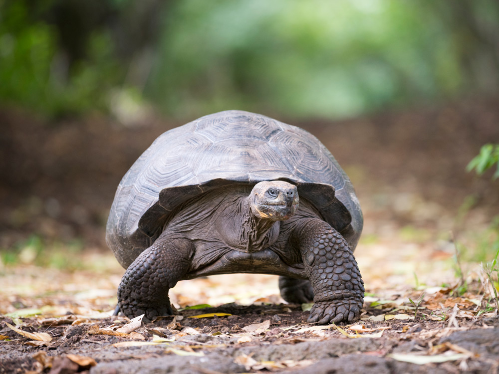 Una tortuga de tierra caminando