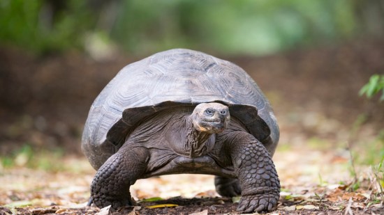 Una tortuga de tierra caminando