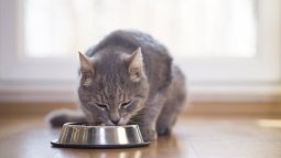 Gato gris comiendo pienso