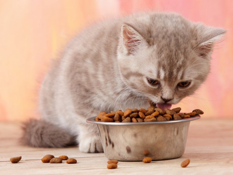 Gatito comiendo pienso