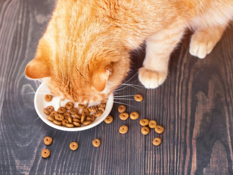 Gato naranja comiendo pienso