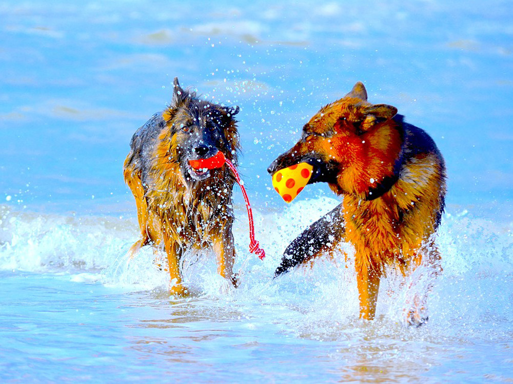 Dos perros jugando con mordedores