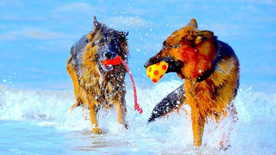 Dos perros jugando con mordedores