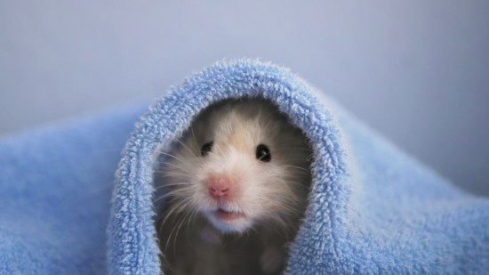 Hámster debajo de una manta azul