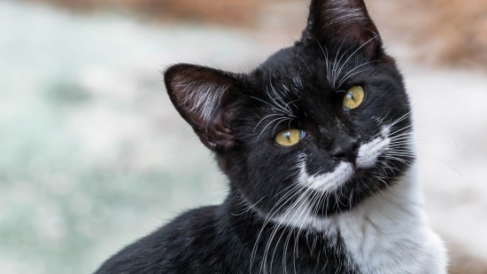 Gato negro con bigote blanco