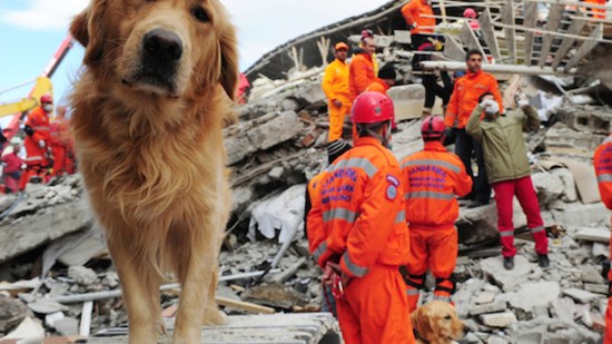 Un perro de rescate de México