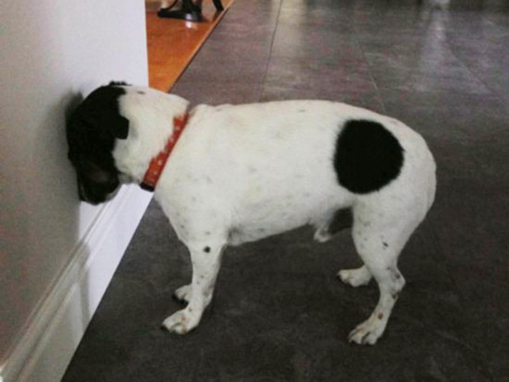 ¿Sabes qué es el 'head pressing' en tu mascota?