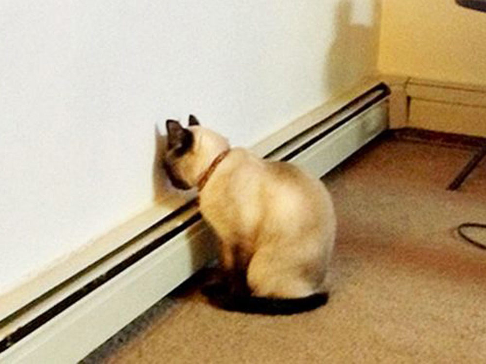 Un gato haciendo 'head pressing'