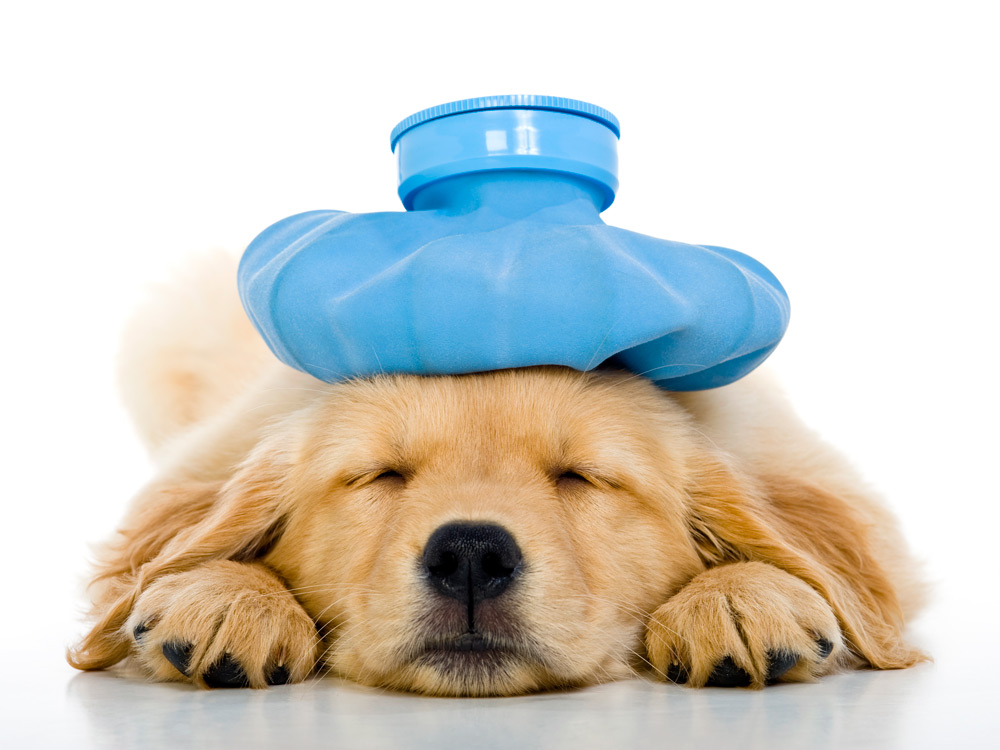 ¿Sabes qué es el 'head pressing' en tu mascota?