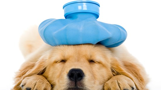 Un perro con dolor en la cabeza