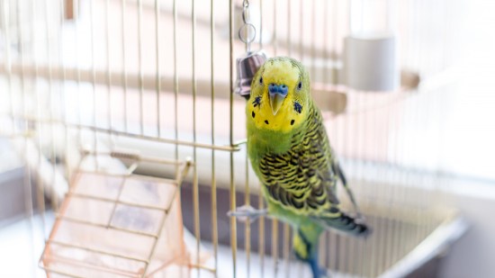 Periquito verde fuera de la jaula