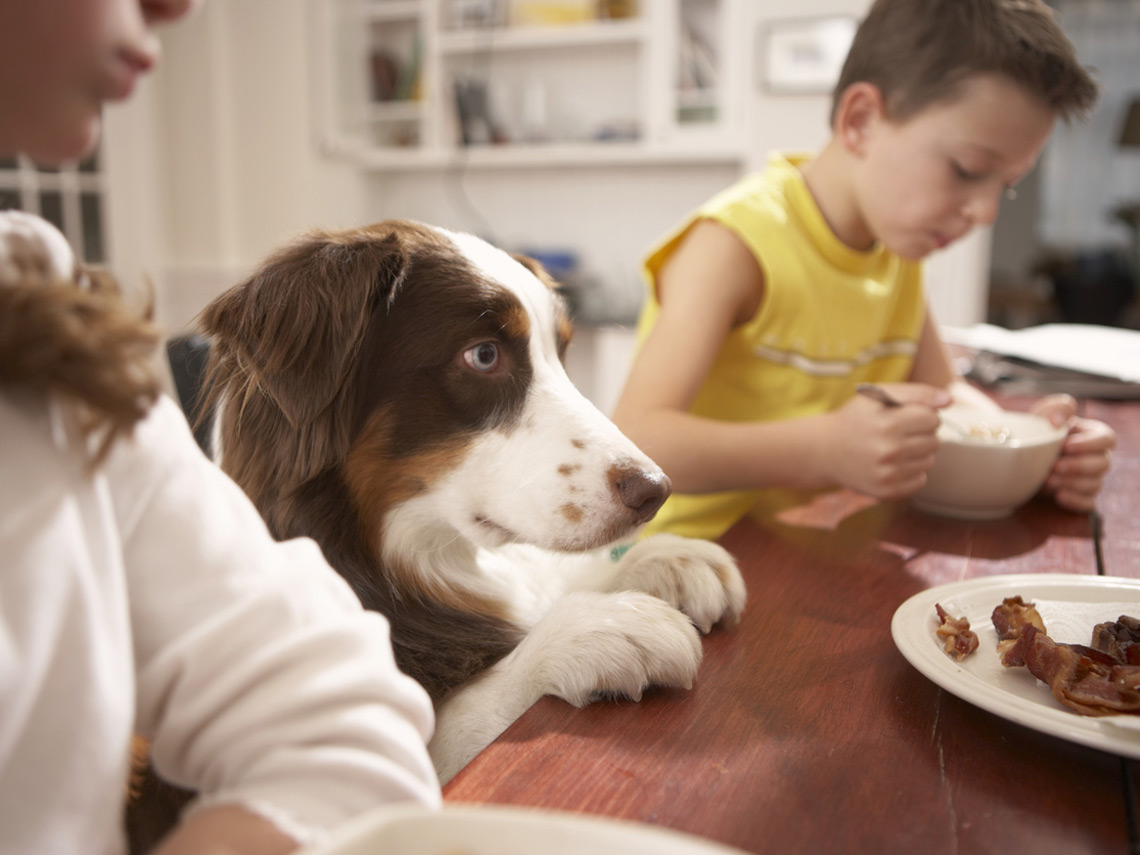 Perro en la mesa familiar