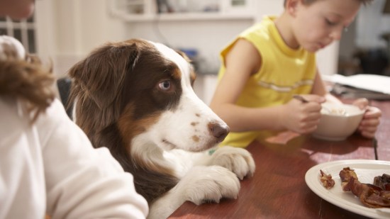 Perro en la mesa familiar