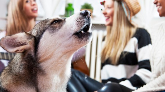 Un perro celoso con las visitas