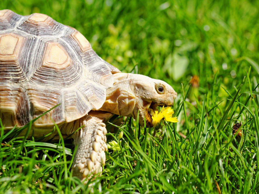 Una tortuga se come una flor