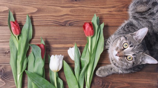 Un gato al lado de unos tulipanes