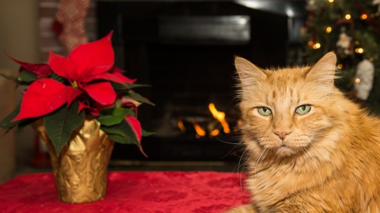 Un gato al lado de una flor de Pascua